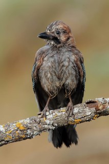 Eurasian Jay (Garrulus glandarius) juvenile, Andalusia, Spain