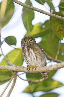 Ferruginous Pygmy-Owl Glaucidium brasilianum Matachen, Nayarit, Mexico 25 March Adult Strigidae