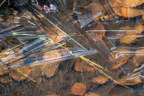 Abstract ice structures, leaves and reeds, Norrbotten, Lapland, Sweden, September 2024