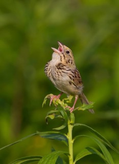 Henslow's Sparrow (Ammodramus henslowii) singing, Ohio, USA