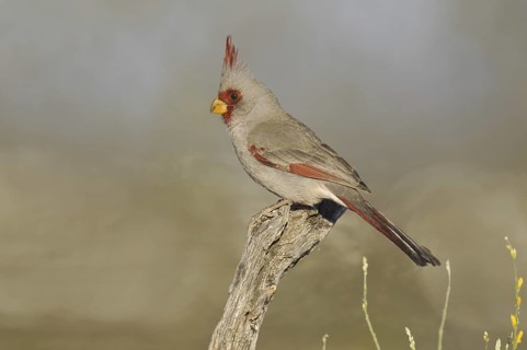 Pyrrhuloxia (Cardinalis sinuatus) male, Arizona, USA
