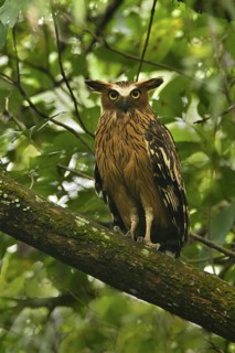 Buffy Fish Owl (Ketupa ketupu), Shah Alam, Malaysia