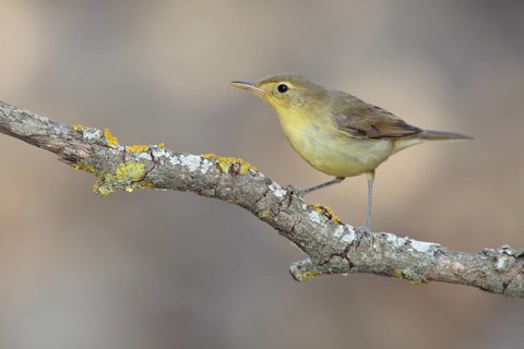 Melodious Warbler (Hippolais polyglotta), Andalusia, Spain