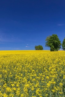 Flowering field of Rapeseed (Brassica napus) on a sunny day with blue sky, green trees and some