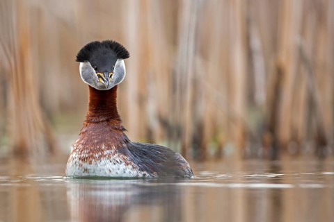 Red-necked Grebe (Podiceps grisegena) displaying, Saxony-Anhalt, Germany