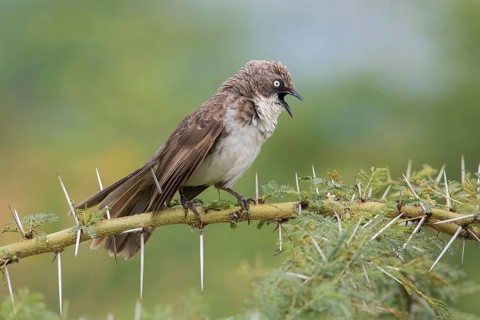 Northern Pied Babbler (Turdoides hypoleuca) singing, perched on a thorny branch, Lake Manyara,