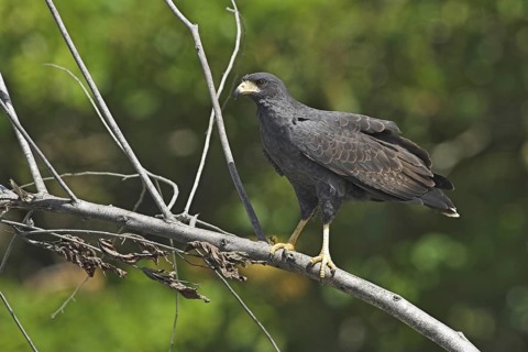 Short-tailed Hawk (Buteo brachyurus), Costa Rica