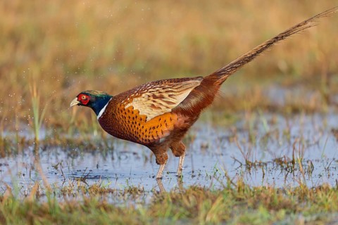 Pheasant, cock, male, (Phasianus colchicus), animals, birds, chicken family, centrapole, Kutno,