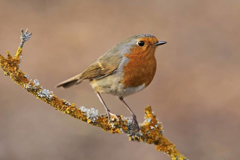 European Robin (Erithacus rubecula), Baden-Wuerttemberg, Germany