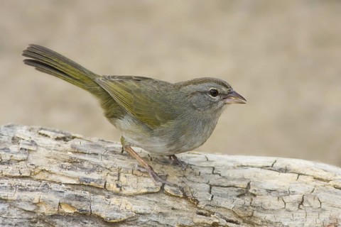 Olive Sparrow (Arremonops rufivirgatus), Texas, USA