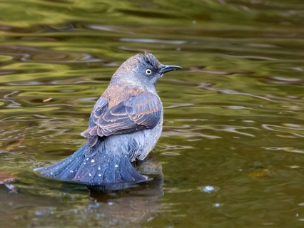 Rusty Blackbird, Euphagus carolinus, in winter plumage, bathes in a pond in Saskatoon, Saskatchewan