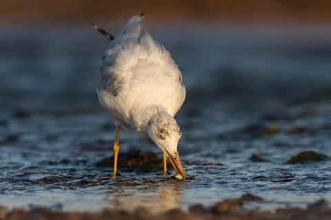 Slender-billed Gull (Chroicocephalus genei) foraging, Eilat, Israel