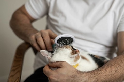 A fluffy cat enjoys a grooming session as a person gently combs its fur. The relaxed pet lies