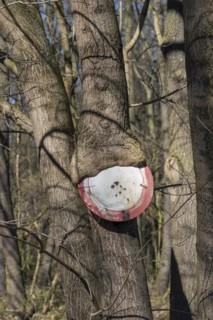 Passage prohibited, Norway maple (Acer platanoides), Cambridge Botanical Garden, Germany