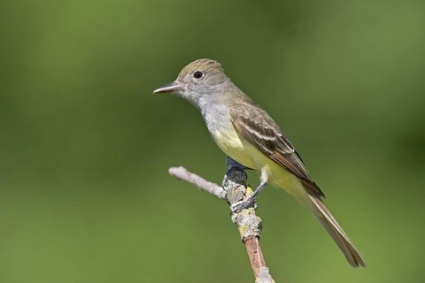 Great Crested Flycatcher Myiarchus crinitus Eden Prairie, Hennipen County, Minnesota, United States