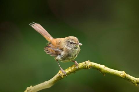 Müllerbuschsänger (Horornis vulcanius) perched on a branch, Sabah, Malaysia