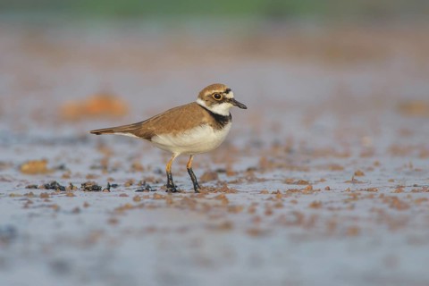 Little Ringed Plover (Charadrius dubius), Lazio, Italy