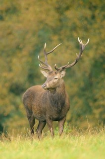 Red deer (Cerrvus elaphus), Emsland, Lower Saxony, Germany