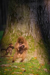 One female Gelada (Theropithecus gelada), or bleeding-heart monkey with her baby sits leaned