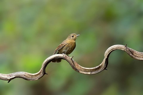 White-tailed Robin (Myiomela leucura) female perched on a branch, Yunnan, China