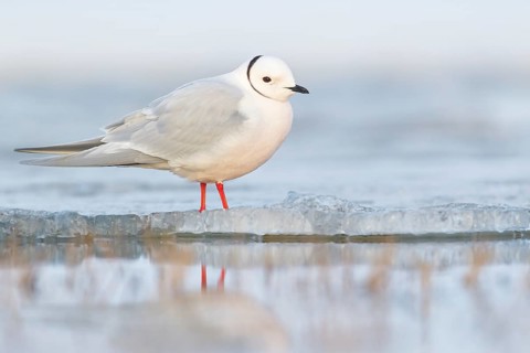 Ross's Gull (Rhodostethia rosea) feeding on a small pond on the tundra in Northern Alaska