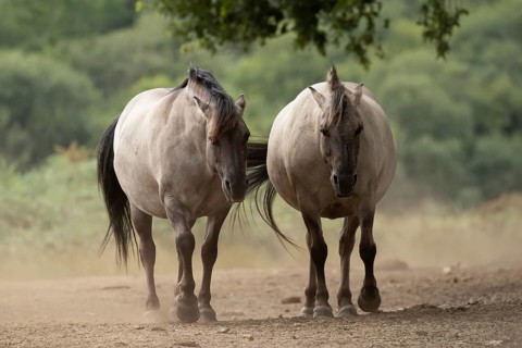 Konik pony (Equus ferus caballus) two adult horse animals on a dirt path, England, United Kingdom