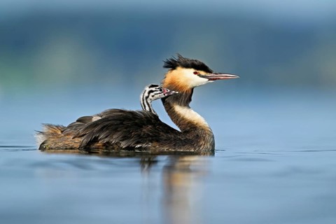 Great Crested Grebe (Podiceps Scalloped ribbonfish), with chicks in plumage swimming in the water,
