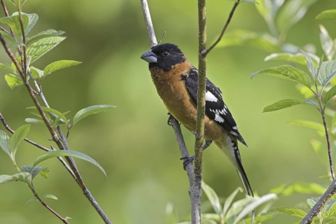 Black-headed Grosbeak (Pheucticus melanocephalus) male, British Columbia, Canada