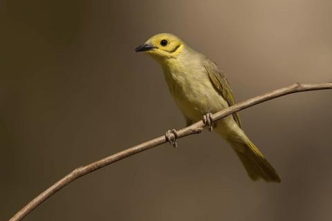 Yellow-tinted Honeyeater (Ptilotula flavescens), Western Australia, Australia