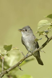Western Wood Pewee (Contopus sordidulus), Oregon, USA