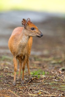 Red forest duiker (Cephalophus natalensis) antelope, iSimangaliso Wetland Park, St. Lucia,