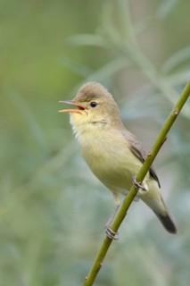 Melodious Warbler (Hippolais polyglotta) singing, Liechtenstein