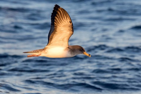 Cory's Shearwater (Calonectris borealis) flying, Ibiza, Spain