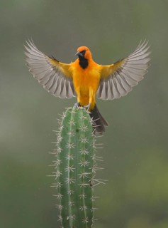 Altamira Oriole (Icterus gularis) landing on a cactus, Texas, USA