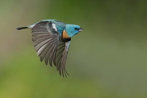 Lazuli Bunting (Passerina amoena) male flying, British Columbia, Canada