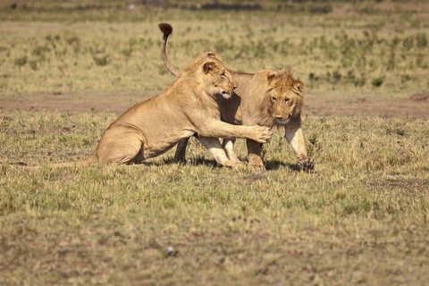 African Lion (Panthera leo) two young males playing, Masai Mara, Kenya