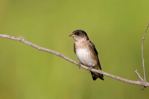 Tree Martin (Petrochelidon nigricans) juvenle, Victoria, Australia