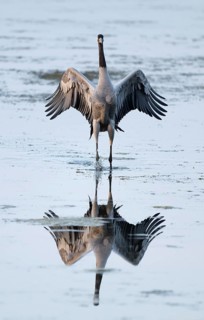 Crane (Grus grus) standing with open wings in the shallow water zone of a lake, reflection in the