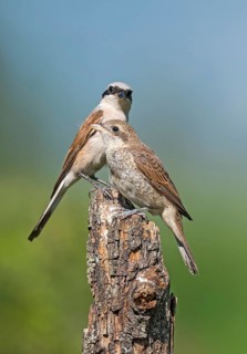Red-backed Shrike (Lanius collurio) male perched on a stump with young, Aosta Valley, Italy