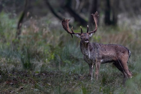 It is said that the presence of females has no influence on the calling activity of fallow deer