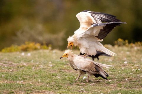 Egyptian Vulture (Neophron percnopterus) pair mating, Aragon, Spain