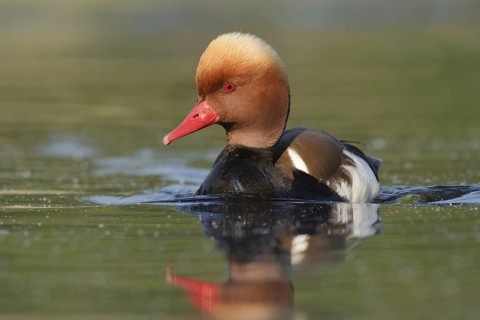 Red-crested Pochard (Netta rufina) male, Brandenburg, Germany