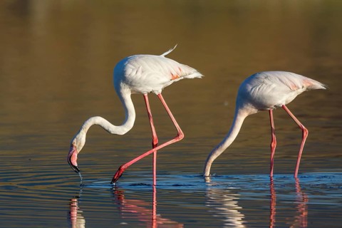 Greater Flamingo (Phoenicopterus roseus) foraging in shallow water, Lesvos, Greece