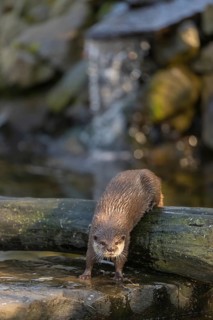 One oriental small-clawed otter or Asian small-clawed otter (Aonyx cinerea), in a creek in front of