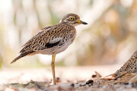 Animals, Birds, Cape Stone Curlew, (Burhinus capensis), Biotope, Habitat, Foraging, Al Baleed
