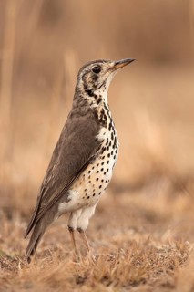 Groundscraper Thrush (Turdus litsitsirupa) perched on the ground, Oromia, Ethiopia