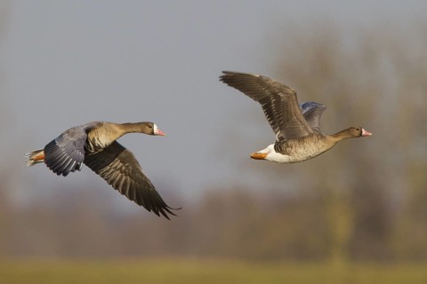 Greater White-fronted Goose (Anser albifrons) juvenile and adult flying, North Rhine-Westphalia,