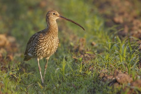 Eurasian Curlew (Numenius arquata) female, North Rhine-Westpalia, Germany