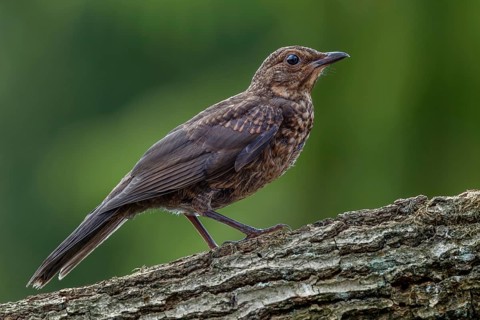 A young blackbird (Turdus merula) on the branch of an oak tree, baby animals, young bird, July,