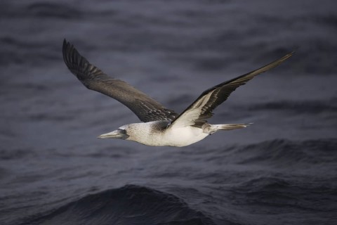 Blue-footed Booby (Sula nebouxii), Galapagos, Ecuador